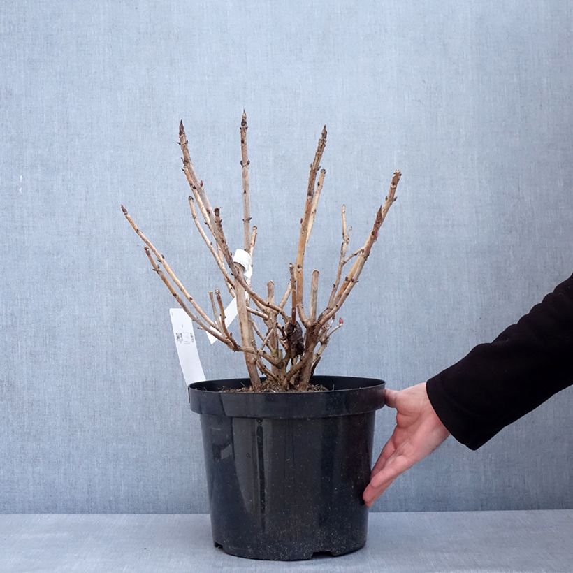 Example of Hortensia - Hydrangea macrophylla Leuchtfeuer Pot de 7,5L/10L as you get in hiver
