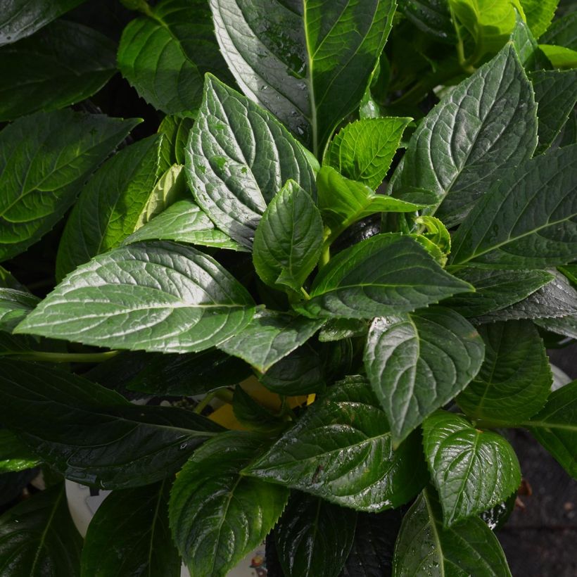 Hortensia - Hydrangea macrophylla Libelle (Teller white) (Foliage)