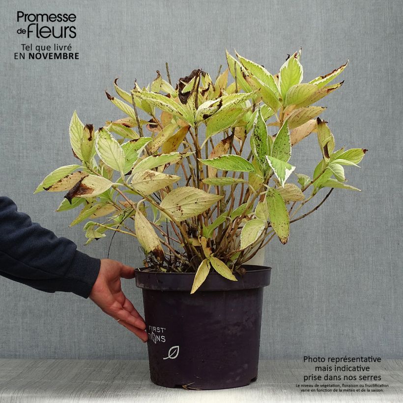 Example of Hortensia - Hydrangea macrophylla Light'o'Day Pot de 7,5L/10L as you get in automne