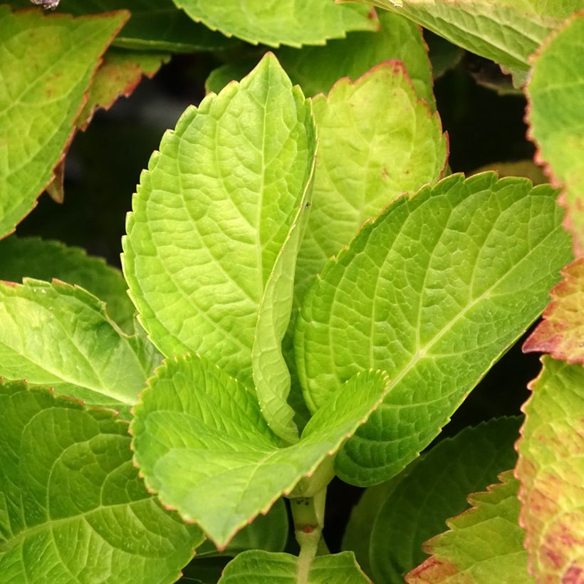 Hortensia - Hydrangea macrophylla Magical Coral rosa (Foliage)