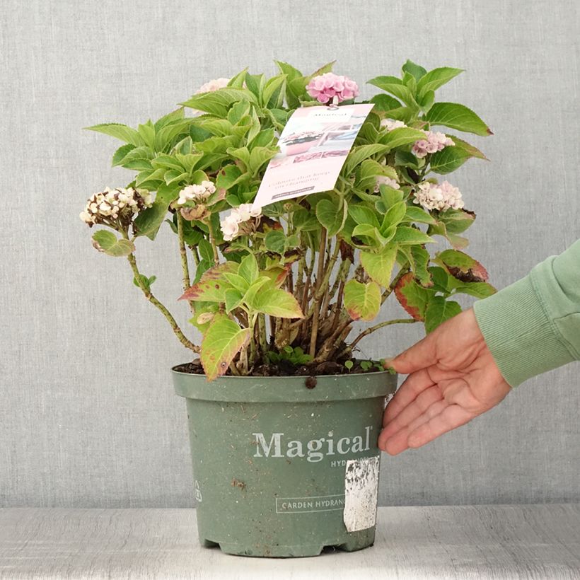 Example of Hortensia - Hydrangea macrophylla Magical Coral rosa Pot de 4L/5L as you get in ete