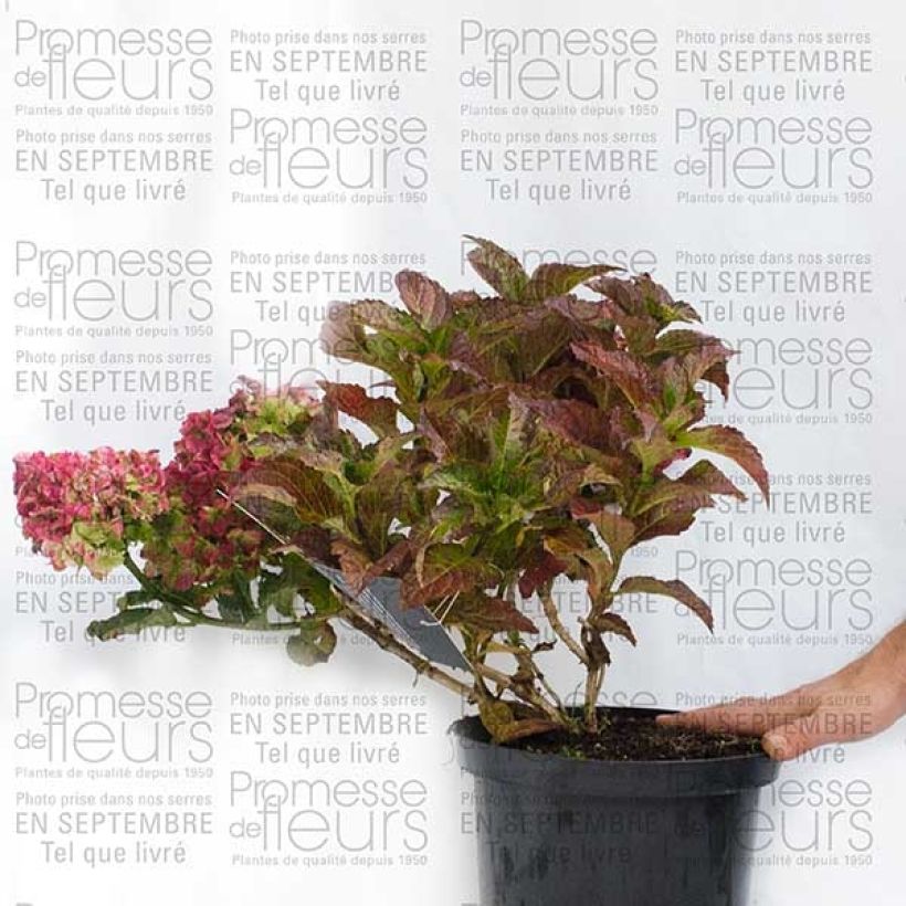 Example of Hortensia - Hydrangea macrophylla Magical Jade Pot de 2L/3L as you get