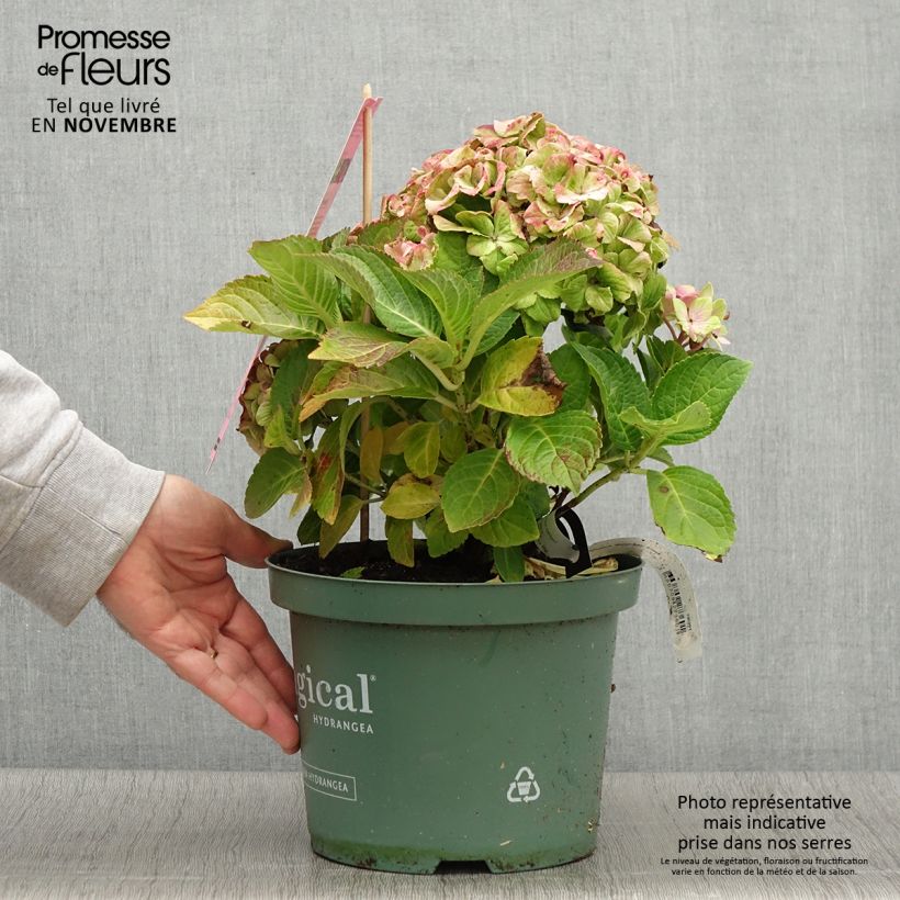 Example of Hortensia - Hydrangea macrophylla Magical Jewel rosa Pot de 4L/5L as you get in automne