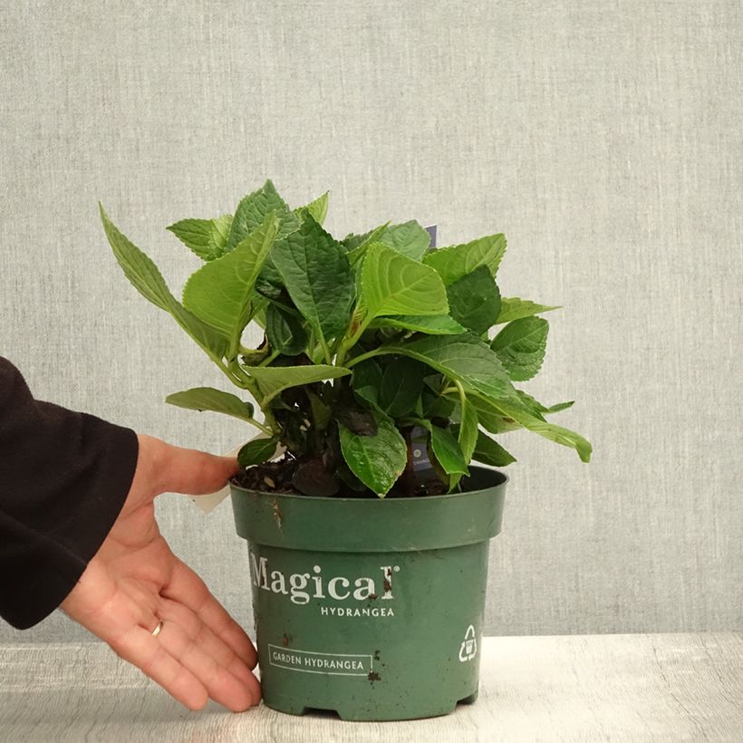 Example of Hortensia - Hydrangea macrophylla Magical Revolution Bleu Pot de 1,5L/2L as you get in automne