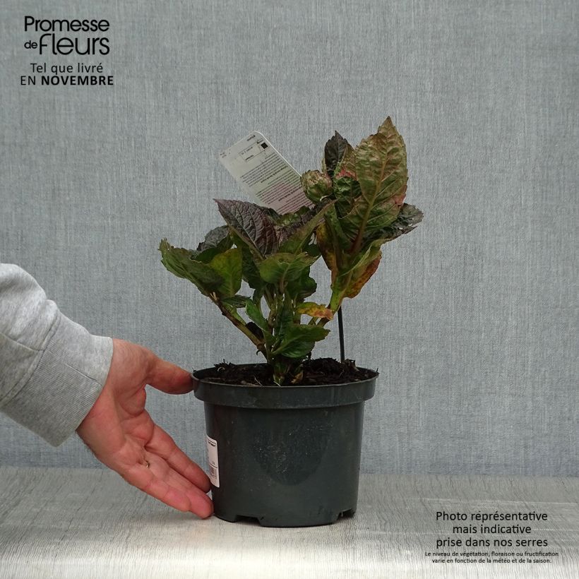 Example of Hortensia - Hydrangea macrophylla Merveille Sanguine Pot de 2L/3L as you get in automne