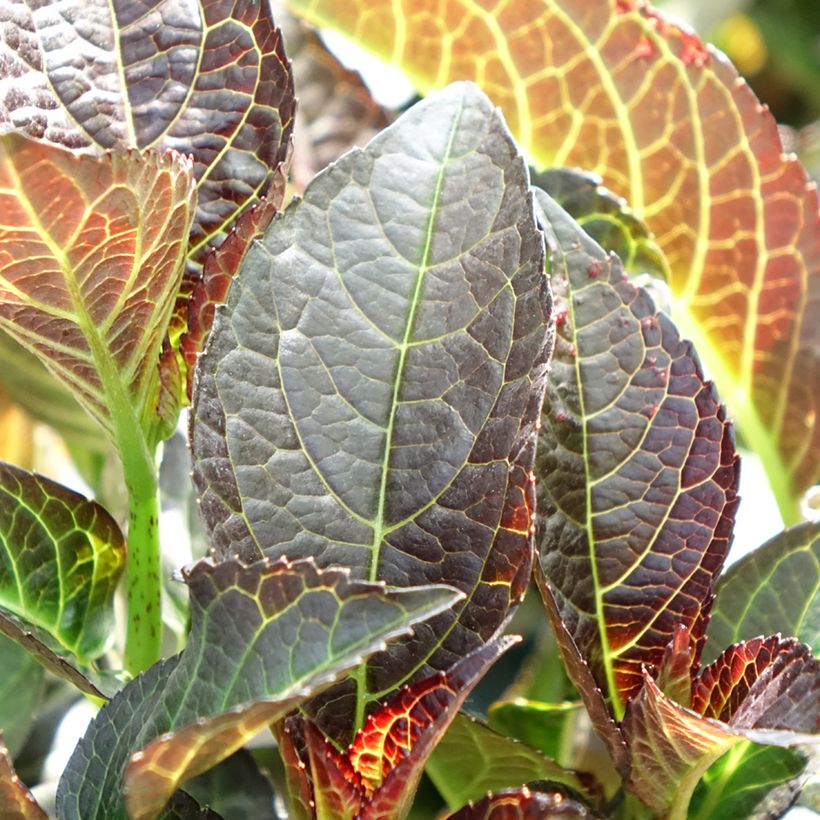Hortensia - Hydrangea macrophylla Midnight Pearl (Foliage)