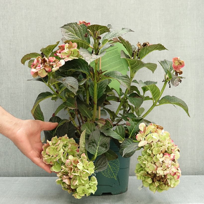 Example of Hortensia - Hydrangea macrophylla Midnight Pearl Pot de 4L/5L as you get in ete