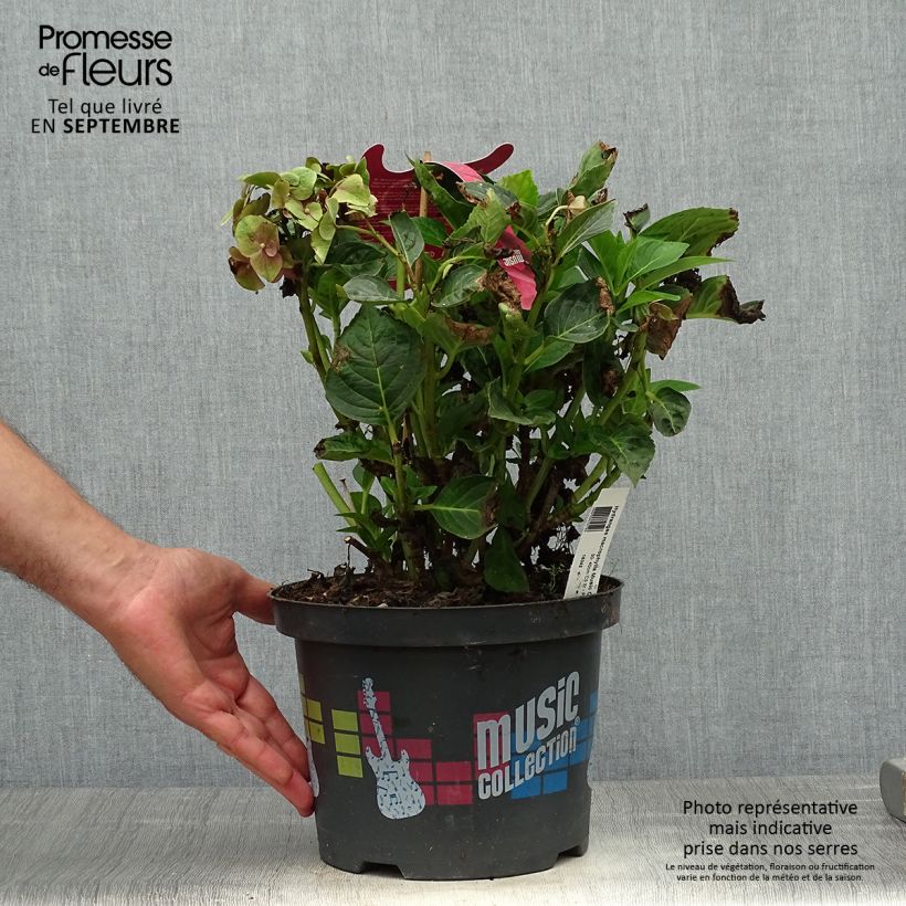 Example of Hortensia - Hydrangea macrophylla Pink Pop Pot de 4L/5L as you get in automne