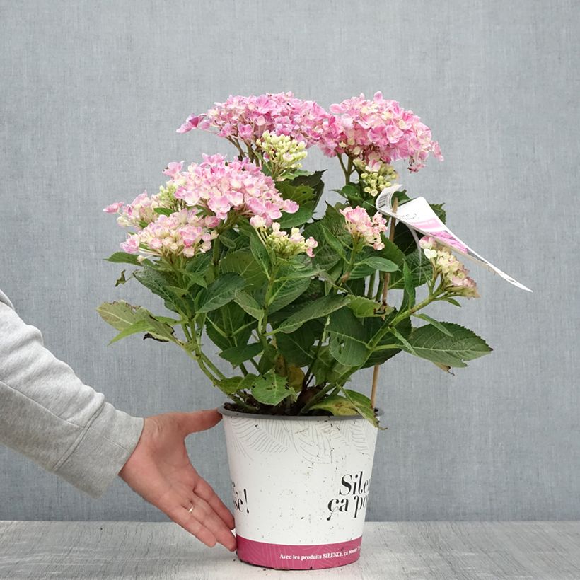 Example of Hortensia - Hydrangea macrophylla Pinky Binder Pot de 4L/5L as you get in ete