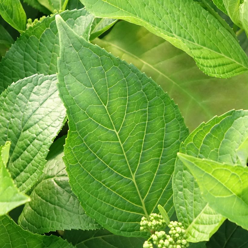 Hortensia - Hydrangea macrophylla Princess Diana (Foliage)