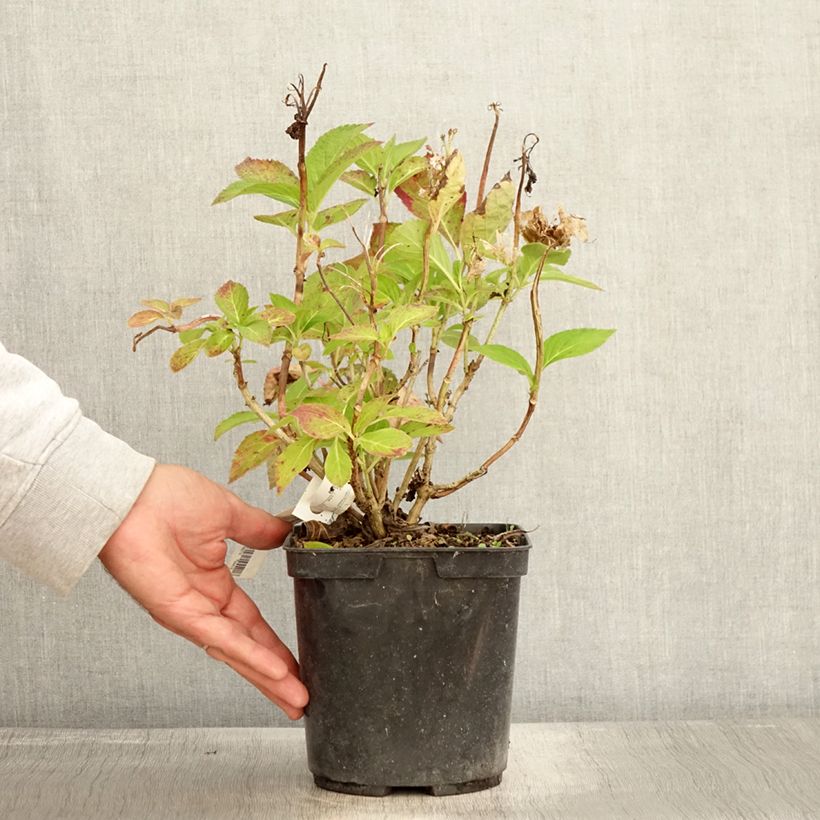 Example of Hortensia - Hydrangea macrophylla Rahic Pot de 3L/4L as you get in automne