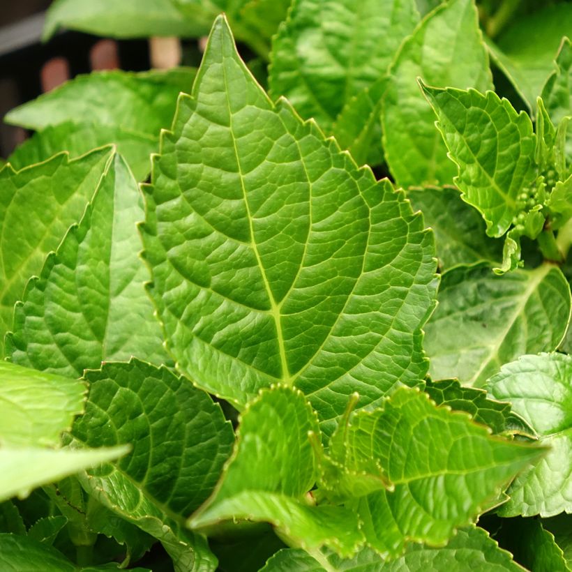 Hortensia - Hydrangea macrophylla Rebellion Choco Love (Foliage)