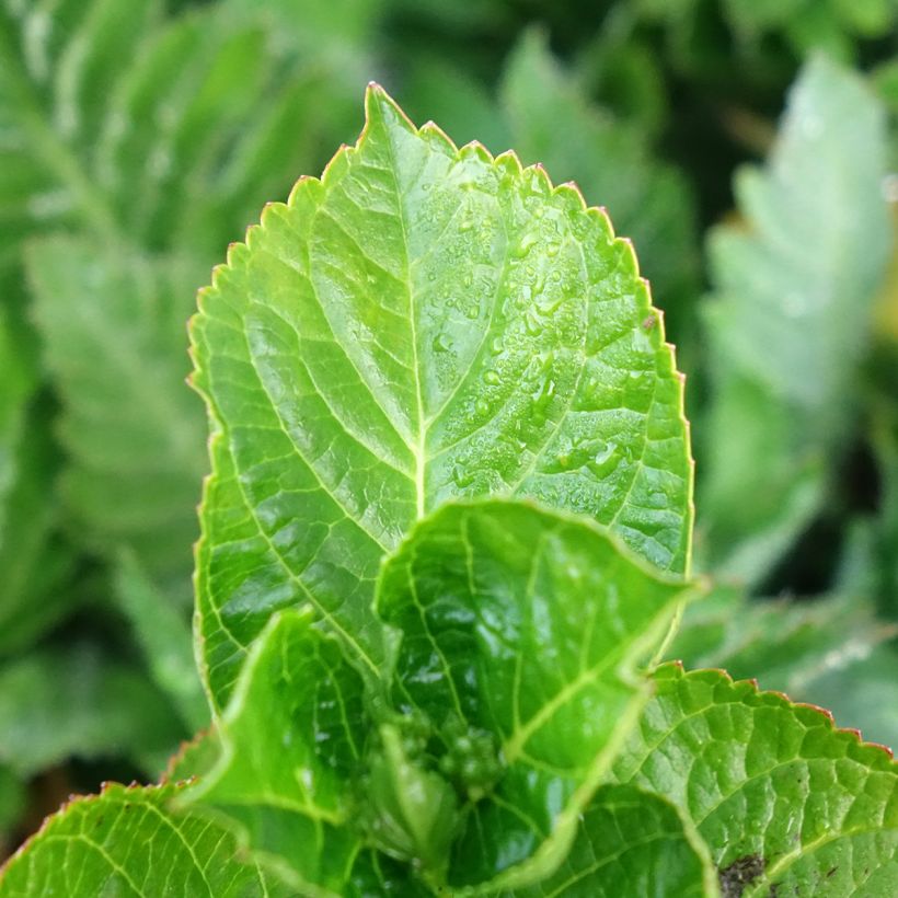 Hortensia - Hydrangea macrophylla Rebellion Ferrari Love (Foliage)