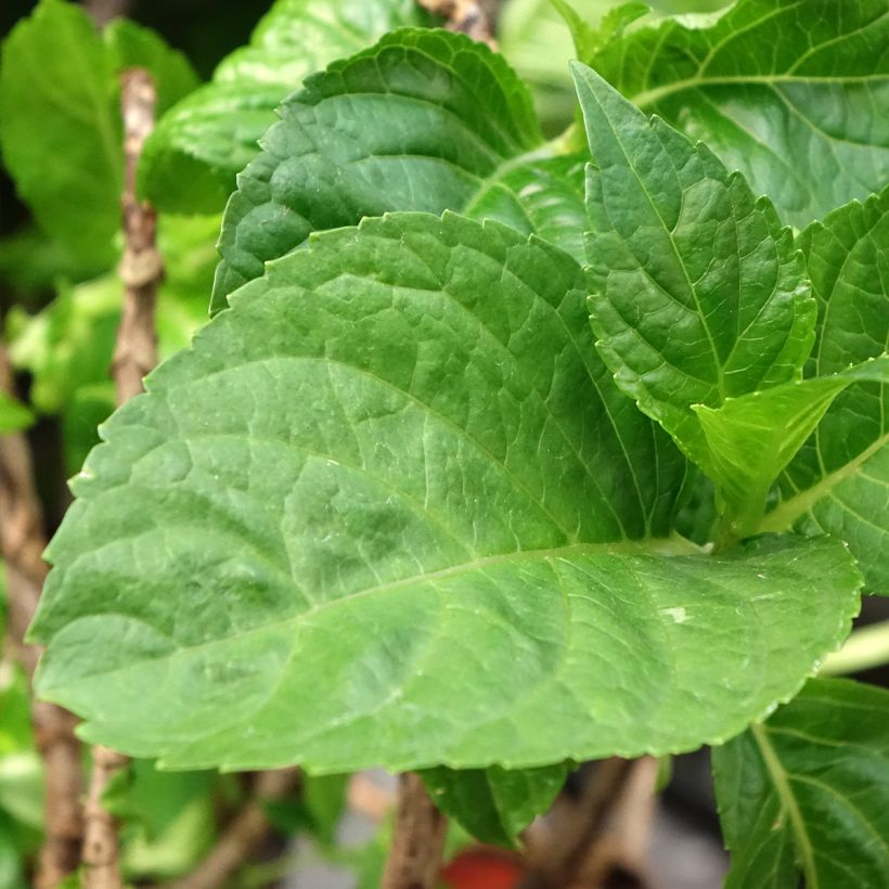 Hortensia - Hydrangea macrophylla Rembrandt Bella Pesche (Foliage)