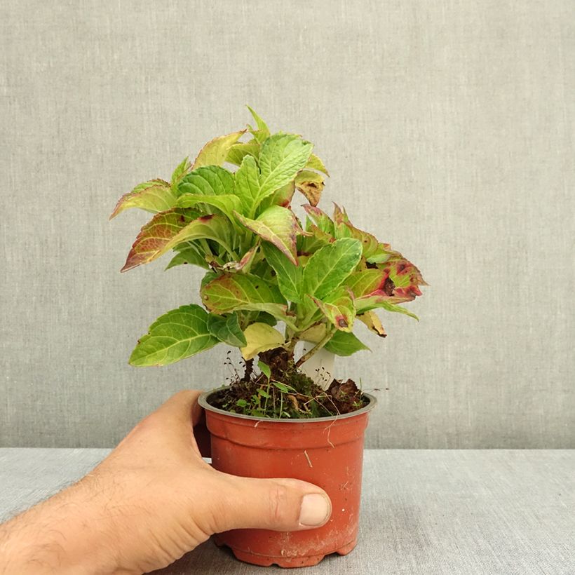 Example of Hortensia - Hydrangea macrophylla Rembrandt Elegant Rosa Pot de 12 cm / 13 cm as you get in ete