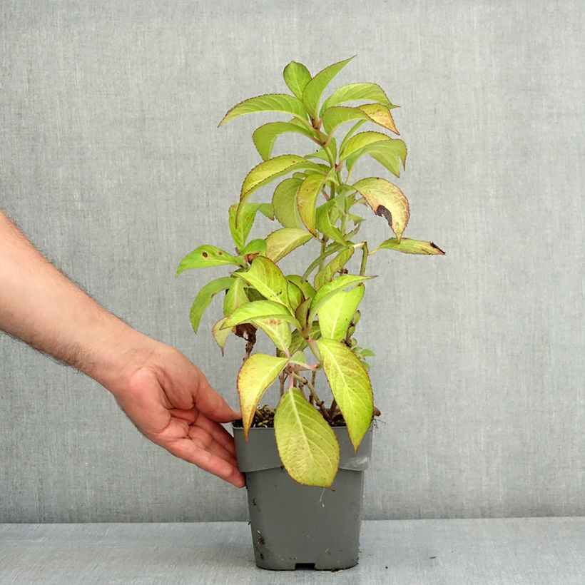 Example of Hortensia - Hydrangea macrophylla Sabrina Pot de 2L/3L as you get in ete