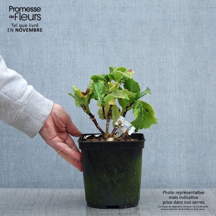 Example of Hortensia macrophylla So Long Aya Pot de 3L/4L as you get in automne