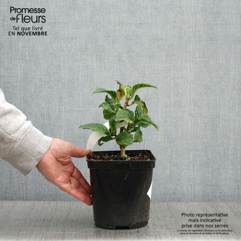 Example of Hortensia macrophylla So Long Starlit Sky Pot de 3L/4L as you get in automne