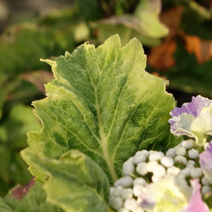 Hortensia macrophylla So Long Starlit Sky (Foliage)