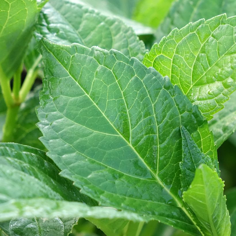 Hortensia - Hydrangea macrophylla Sœur Thérèse (Foliage)