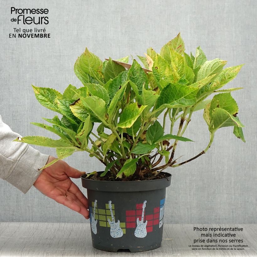 Example of Hortensia - Hydrangea macrophylla Soft Pink Salsa Pot de 4L/5L as you get in automne
