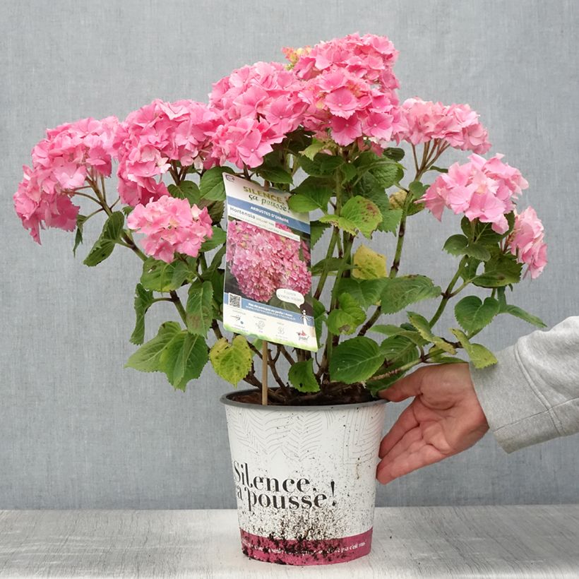 Example of Hortensia - Hydrangea macrophylla Stellar rose Pot de 4L/5L as you get in ete