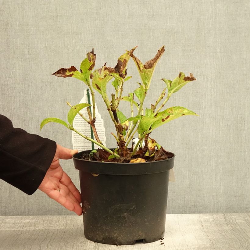 Example of Hortensia - Hydrangea macrophylla Verdi Pot de 4L/5L as you get in automne