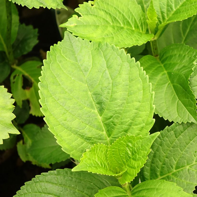 Hortensia - Hydrangea macrophylla Verdi (Foliage)