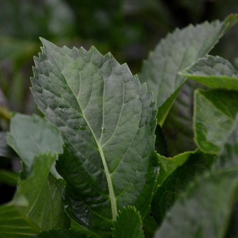 Hortensia - Hydrangea macrophylla Zorro (Foliage)