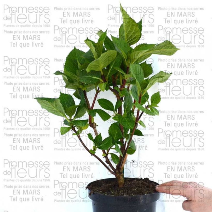 Example of Hortensia - Hydrangea macrophylla Zorro Pot de 2L/3L as you get