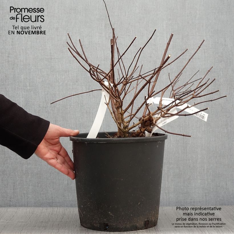 Example of Hydrangea paniculata Diamant Rouge - Hortensia paniculé Pot de 7,5L/10L, Buisson as you get in automne