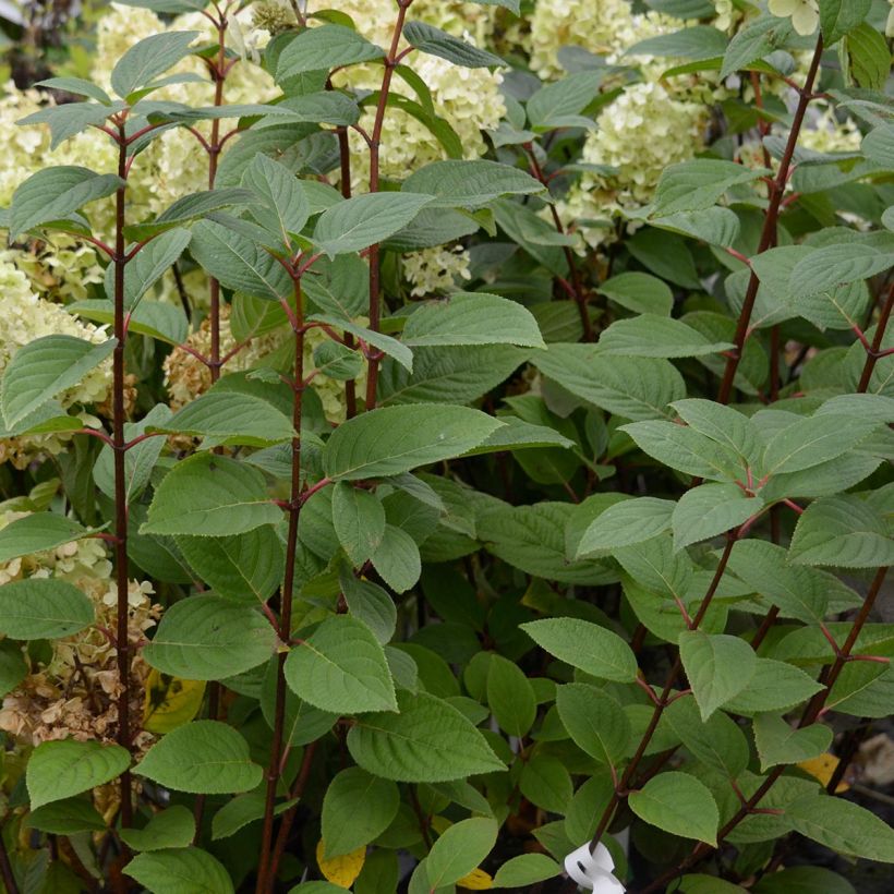 Hydrangea paniculata Early Sensation - Hortensia paniculé (Foliage)