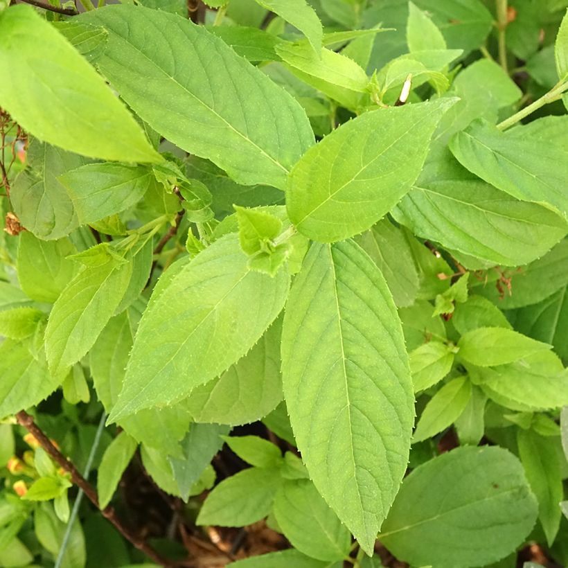 Hydrangea paniculata Graffiti - Hortensia paniculé (Foliage)