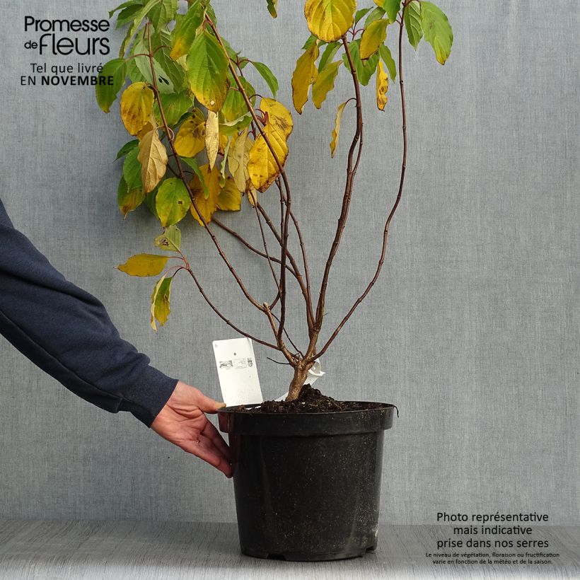 Example of Hydrangea paniculata Great Star Le Vasterival - Hortensia paniculé Pot de 7,5L/10L as you get in automne