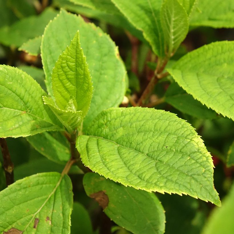 Hydrangea paniculata Hercules - Hortensia paniculé (Foliage)