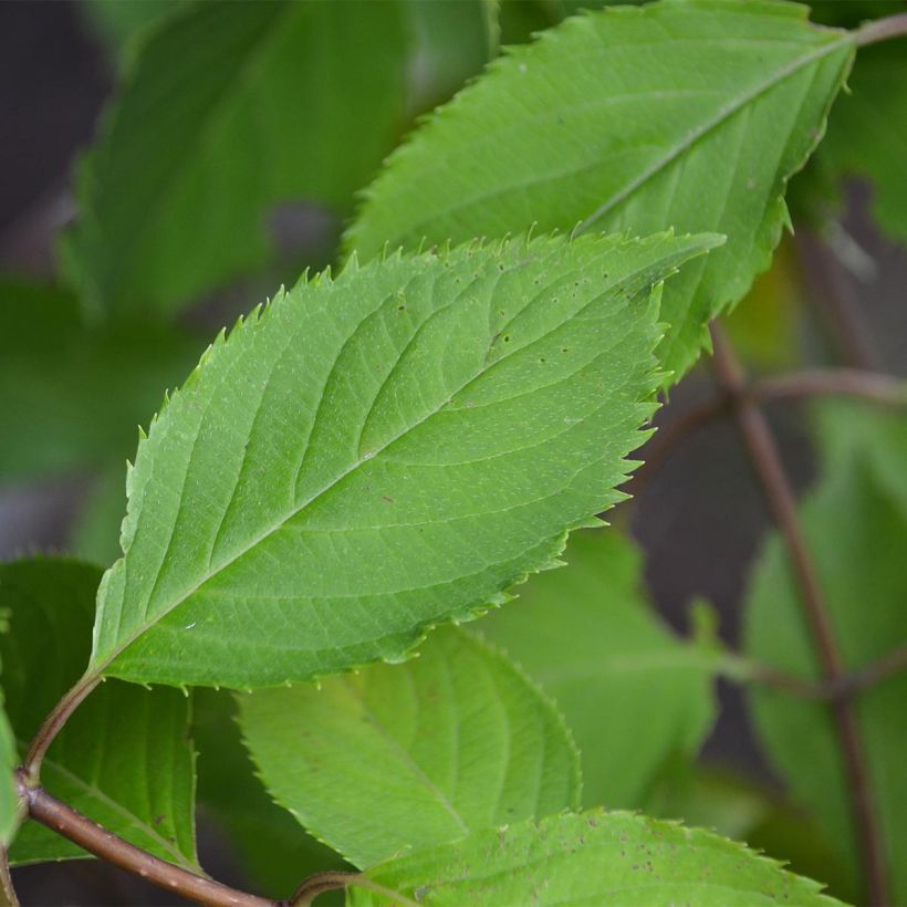 Hydrangea paniculata Levana - Hortensia paniculé (Foliage)