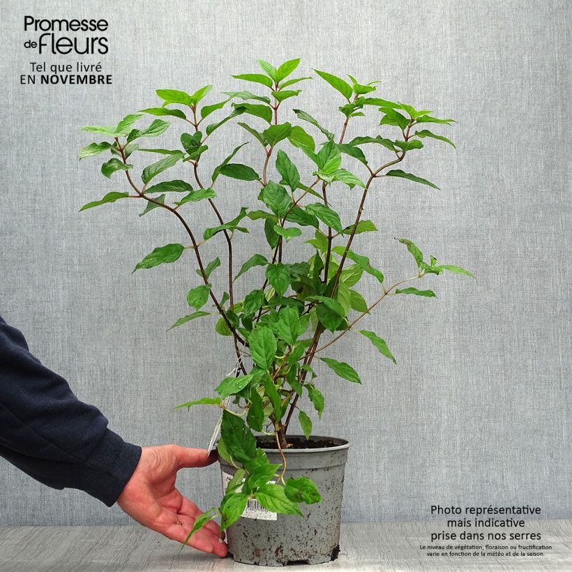Example of Hydrangea paniculata Limelight - Hortensia paniculé Pot de 3L/4L as you get in automne
