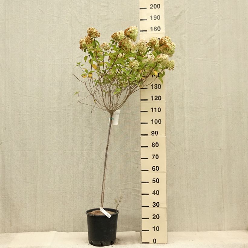 Example of Hydrangea paniculata Limelight - Hortensia paniculé Pot de 12L/15L as you get in ete