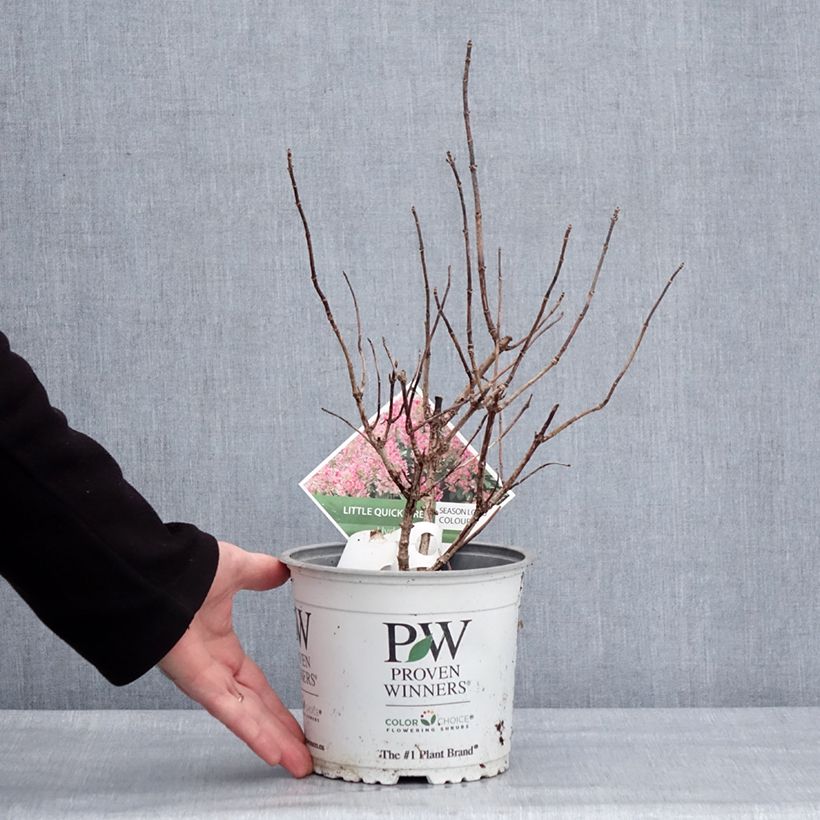 Example of Hydrangea paniculata Little Quick Fire - Hortensia paniculé Pot de 3L/4L as you get in hiver