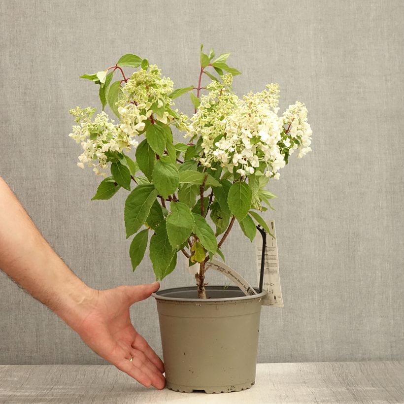 Example of Hydrangea paniculata Magical Mont Blanc - Hortensia paniculé Pot de 3L/4L as you get in ete