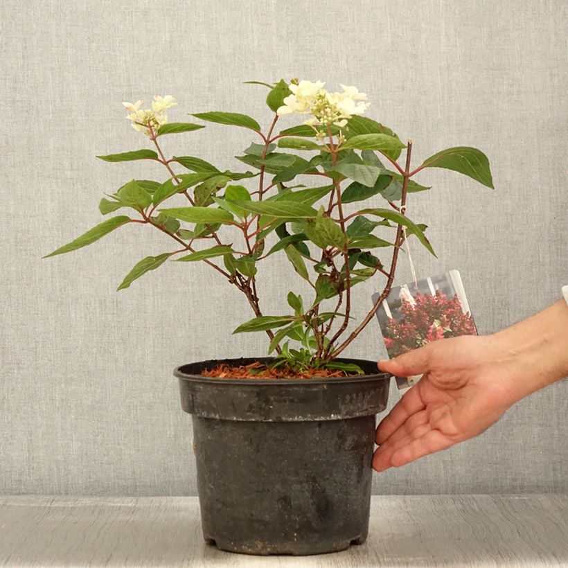 Example of Hydrangea paniculata Magical Vesuvio - Hortensia paniculé Pot de 4L/5L as you get in automne