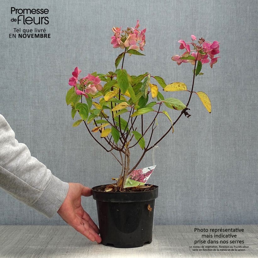 Example of Hydrangea paniculata Mega Mindy - Hortensia paniculé Pot de 2L/3L as you get in automne