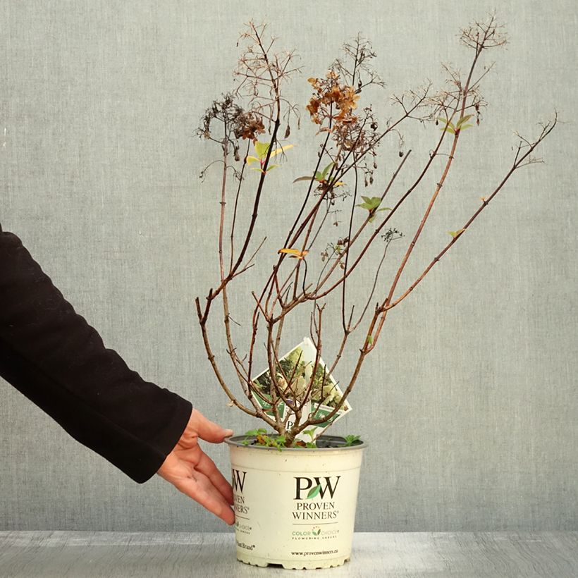 Example of Hydrangea paniculata Pinkachu - Hortensia paniculé Pot de 3L/4L as you get in automne
