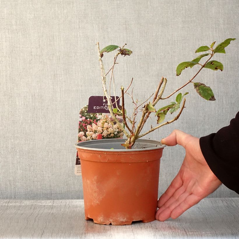 Example of Hydrangea paniculata White Diamonds - Hortensia paniculé Pot de 3L/4L as you get in automne