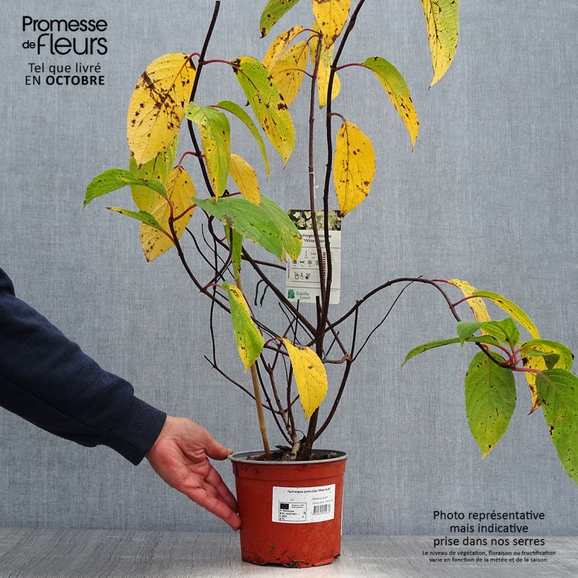 Example of Hortensia - Hydrangea paniculata White Moth Pot de 2L/3L as you get in automne
