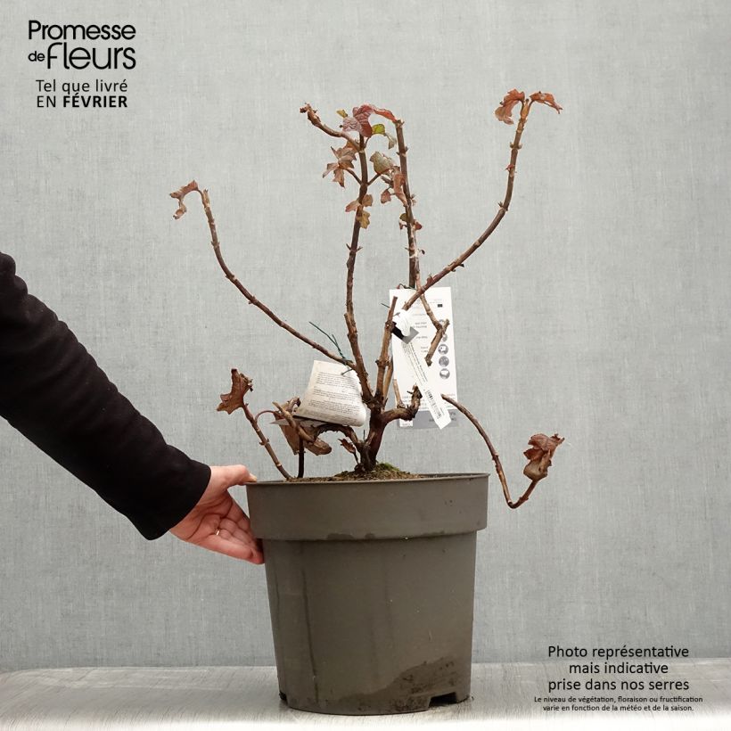 Example of Hydrangea quercifolia Ruby Slippers - Hortensia à feuilles de chêne Pot de 7,5L/10L as you get in hiver