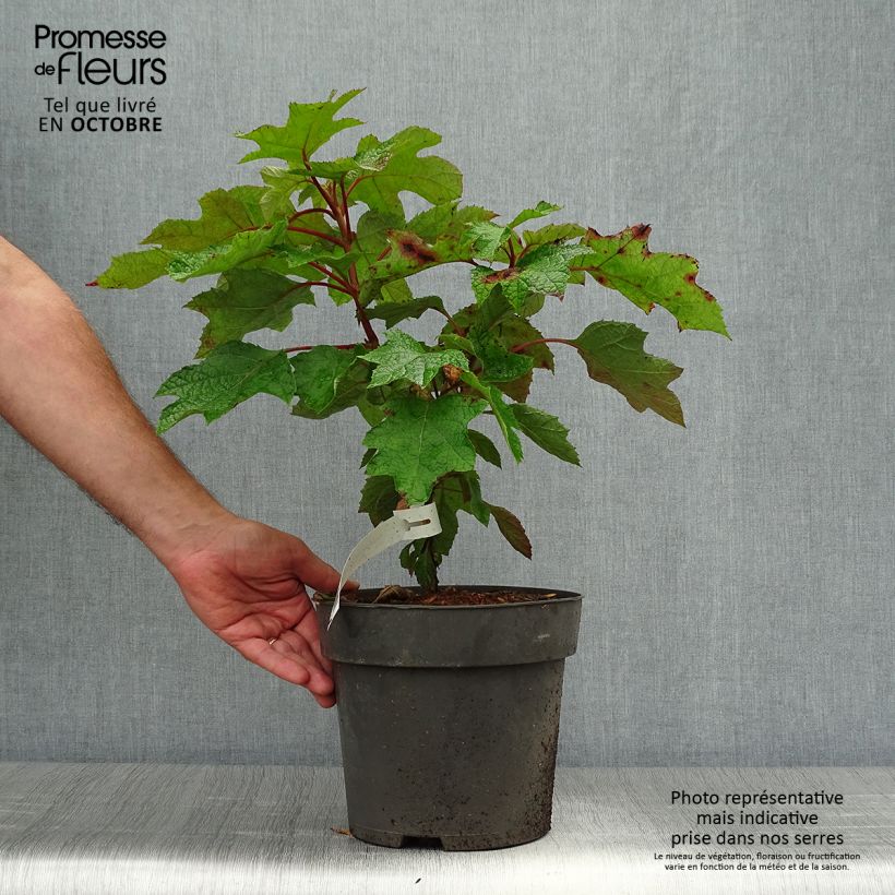 Example of Hydrangea quercifolia Ruby Slippers - Hortensia à feuilles de chêne Pot de 3L/4L as you get in automne