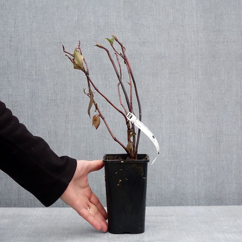 Example of Hortensia - Hydrangea Renaissance Pot de 1,5L/2L as you get in hiver