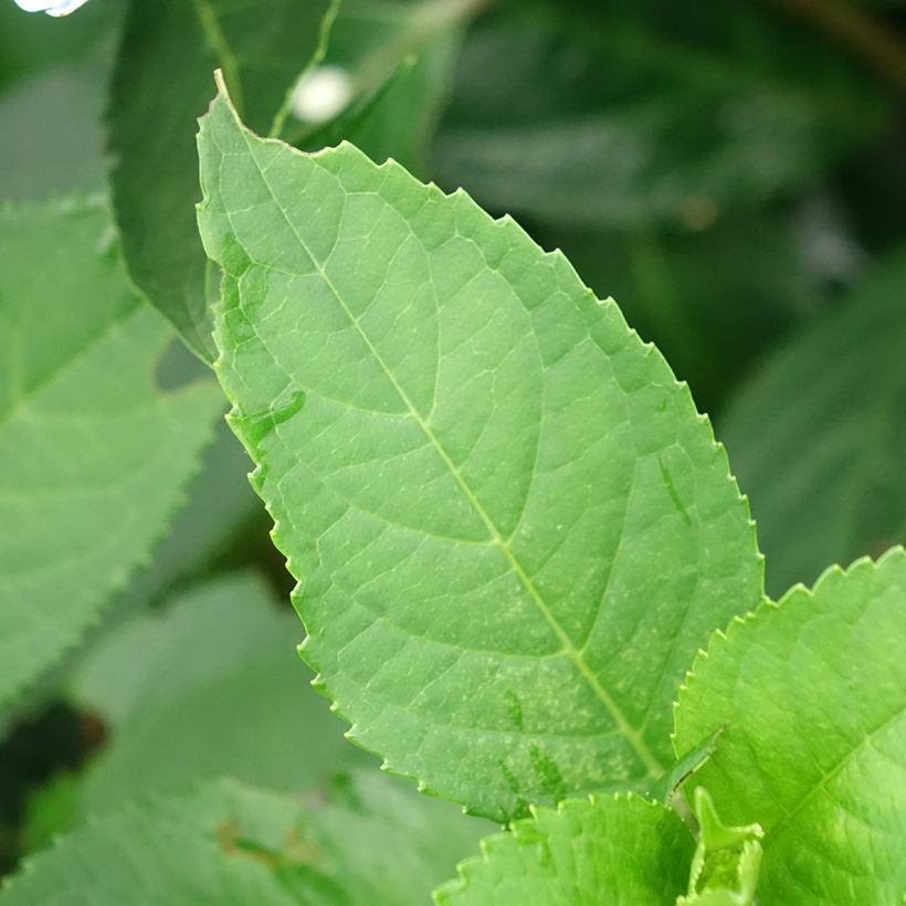 Hortensia - Hydrangea Renaissance (Foliage)