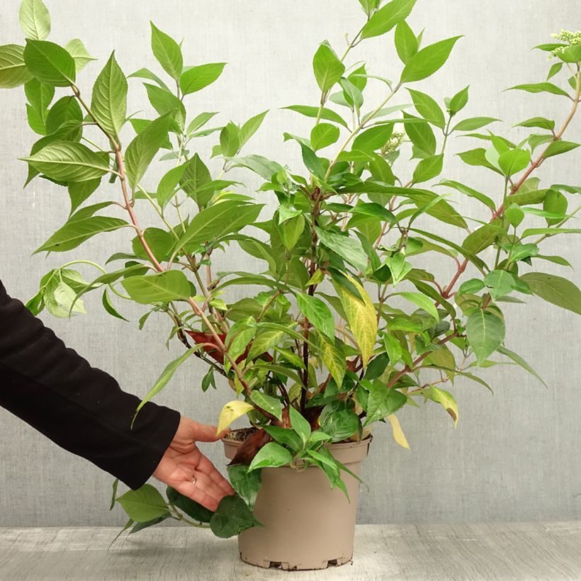 Example of Hortensia - Hydrangea Renaissance Pot de 4L/5L as you get in automne